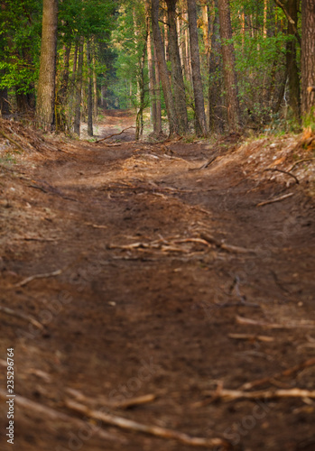 Middle European Forestry