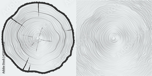 Vector sawcut tree trunk and tree-rings background photo