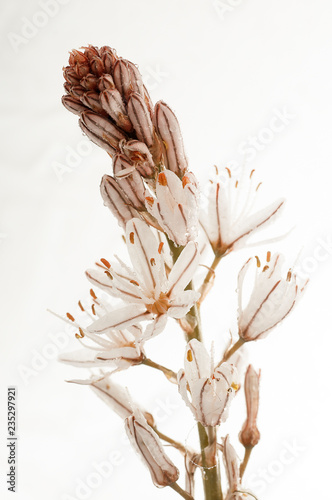 Asphodelus albus, with white background white asphode photo