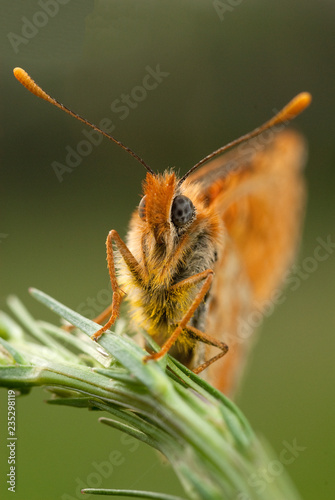 Close-up of a knapweed fritillary (Melitaea phoebe), spain photo