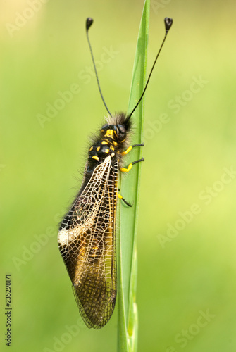 close-up of Ascalaphus libelluloides, Owlfly photo