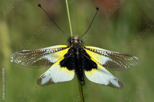 close-up of Ascalaphus libelluloides, Owlfly