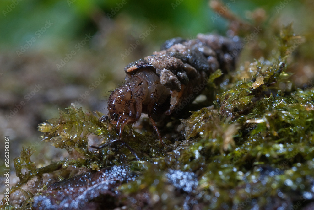 frigánea, Caddisfly larvae under the water in the built home