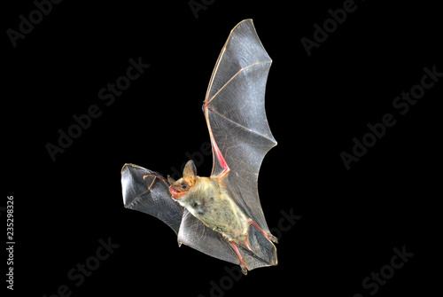 Flying bat with black background, Myotis myotis