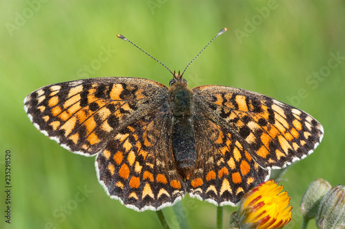 Heath Fritillary, Melitaea athalia resting on the grass, butterfly © JAH