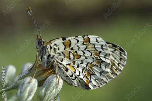 Heath Fritillary, Melitaea athalia resting on the grass, butterfly photo