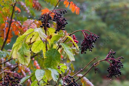 Sambucus nigra fruits. 
