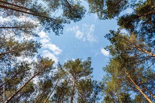 Look up at the blue sky with white clouds in a green forest.