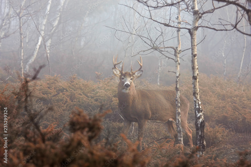 Obraz premium Jeleń bielik z ogromną szyją spaceruje po mglistych lasach podczas jesiennej rykowiska w Kanadzie