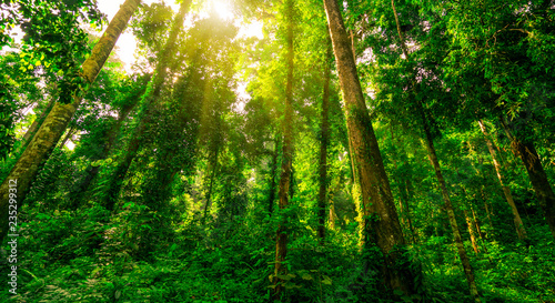 Bottom view of green tree in tropical forest with sunshine. Bottom view background of tree with green leaves and sun light in the the day. Tall tree in woods. Jungle in Thailand. Asian tropical forest