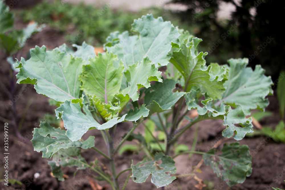 Young cabbage plants growing up on the garden Young cabbage plants growing up on the garden