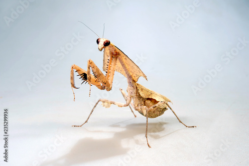 Totes Blatt (Deroplatys trigonodera) - dead leaf mantis photo