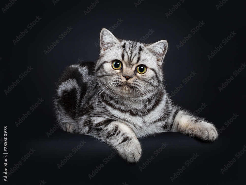 Cute little black silver blotched British Shorthair cat kitten laying down, looking innocent beside camera with wide open eyes. Isolated on black background.