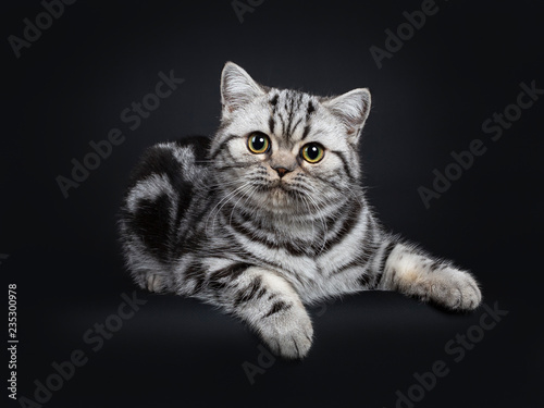 Cute little black silver blotched British Shorthair cat kitten laying down, looking innocent beside camera with wide open eyes. Isolated on black background. photo