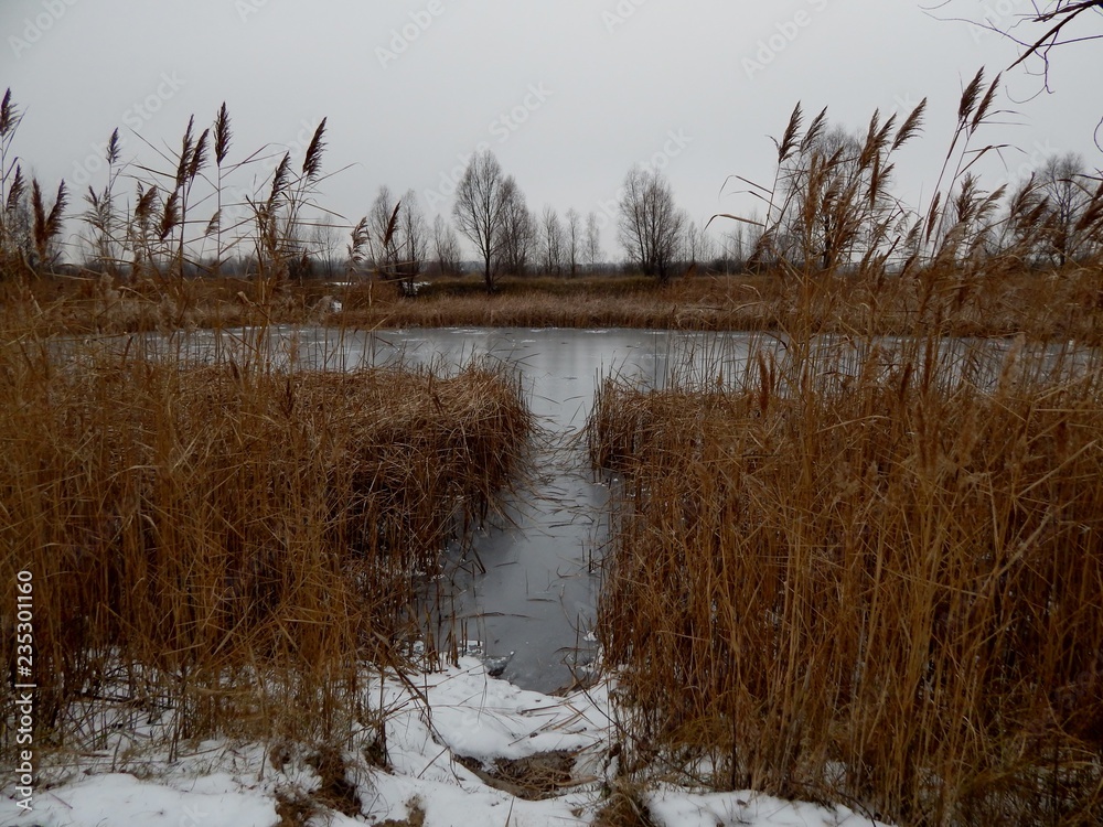 frozen lake with growing reeds along the banks