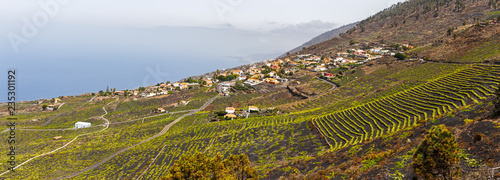 Vineyards over lava fields in Fuencaliente, La Palma, Canary Islands photo