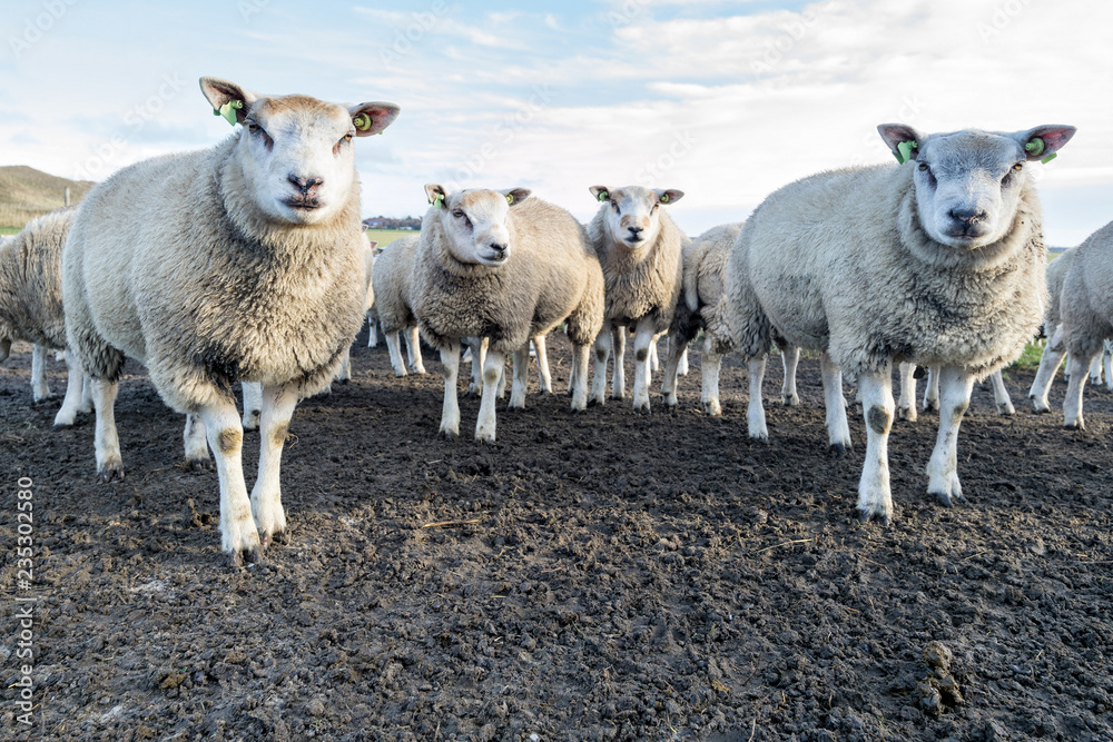 sheep at the Dutch island of Texel sheep at the Dutch island of Texel