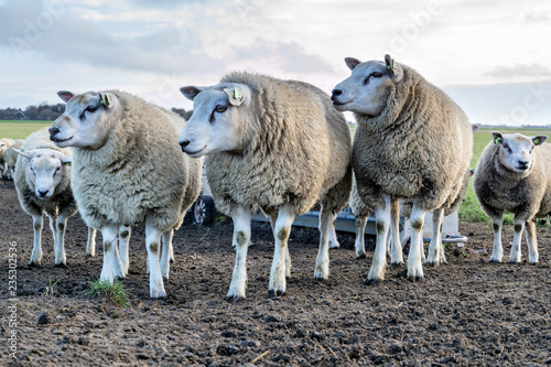 sheep at the Dutch island of Texel