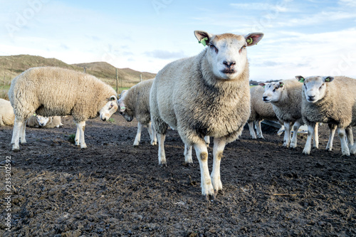 sheep at the Dutch island of Texel