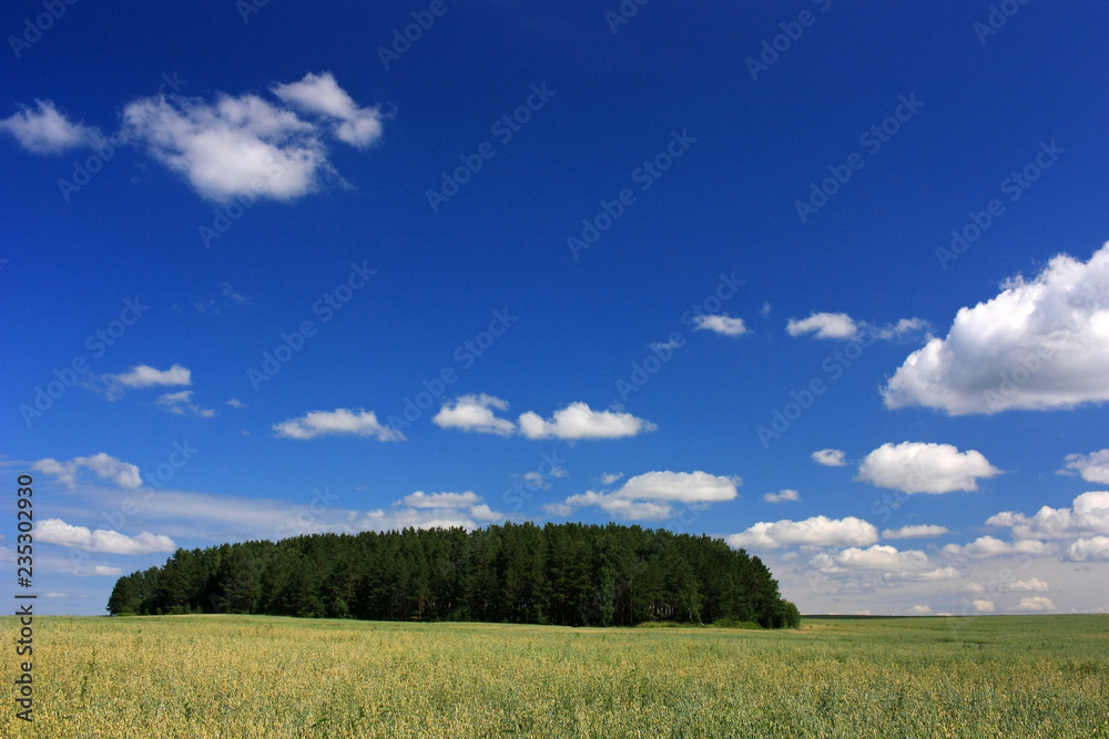 Trees in the field