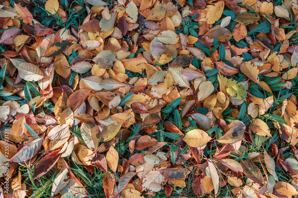 Fallen leaves on green grass under sunshine. Foliage on green grass for your background. Autumn time concept