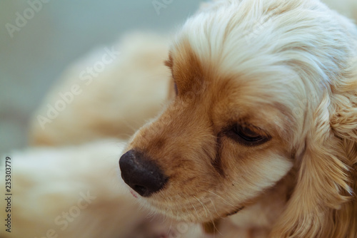 young and beautiful dog. dog is sitting and watching somewher photo