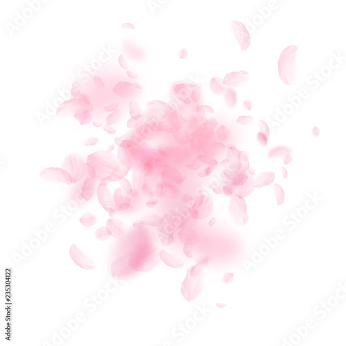 Sakura petals falling down. Romantic pink flowers 