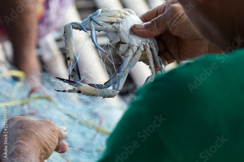 Soft focus of Fisherman hands take Blue swimming crab off fishing nets, Thailand photo