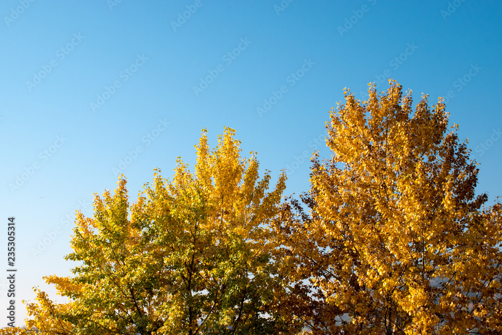 farbiger Herbst, herbstwald