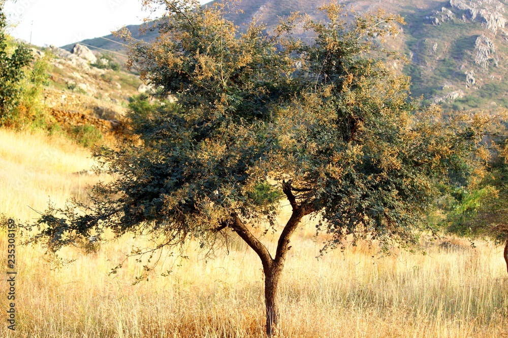 khejadi tree Stock Photo Adobe Stock