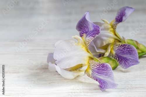 Fototapeta Naklejka Na Ścianę i Meble -  Image with iris.