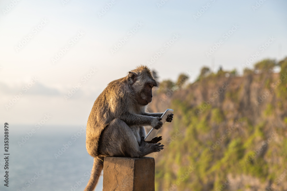 Naklejka premium Małpa złodziej siedzi ze skradzionym telefonem komórkowym o zachodzie słońca w pobliżu świątyni Uluwatu, krajobraz wyspy Bali. Indonezja.