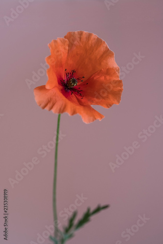Fototapeta Naklejka Na Ścianę i Meble -  Beautiful red poppy on pink background