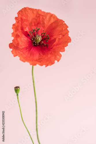 Fototapeta Naklejka Na Ścianę i Meble -  Beautiful red poppy with its bud on pink background
