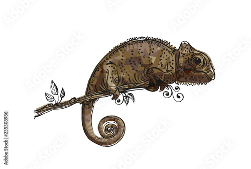 drawing of a chameleon brown