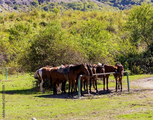 Horses are on a green meadow.