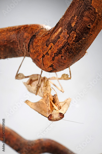 Totes Blatt (Deroplatys trigonodera) - dead leaf mantis photo