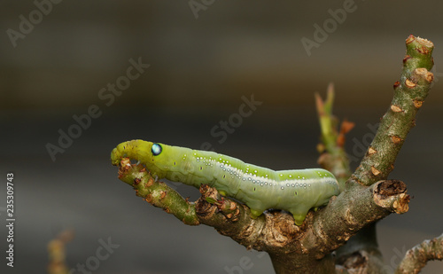Green worm with red tail eating lotus leaf © Kamphol