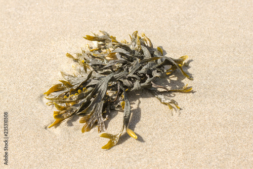 close up from seawead in sand in the north sea, on island Texel. Netherlands.
