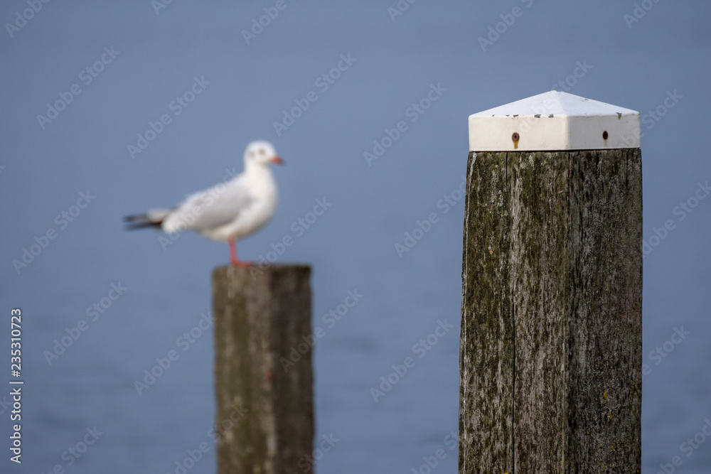 Seagull on wooden beach pole, out of focus