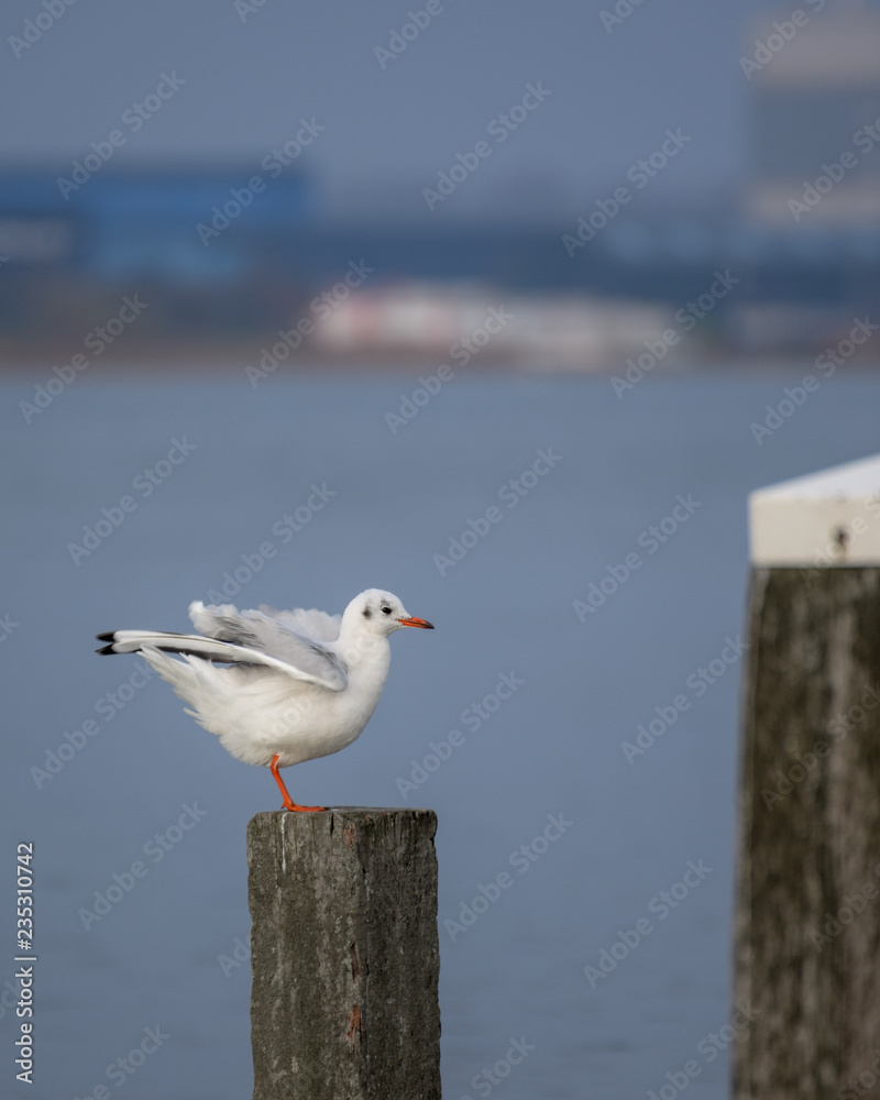 Obraz premium Seagull on wooden beach pole with buildings in the background