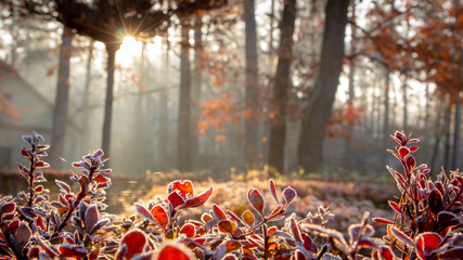 Closeup of barberry leaves covered with morning frost