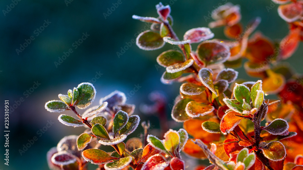 Fototapeta premium Closeup of barberry leaves covered with morning frost
