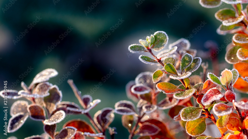 Fototapeta premium Closeup of barberry leaves covered with morning frost