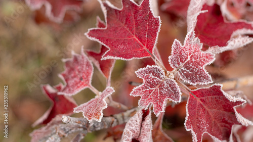 Closeup of barberry leaves covered with morning frost photo