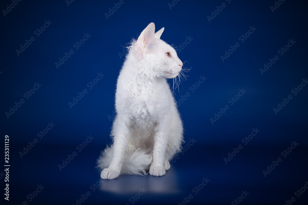 Don Sphynx cat on colored backgrounds Don Sphynx cat on colored backgrounds