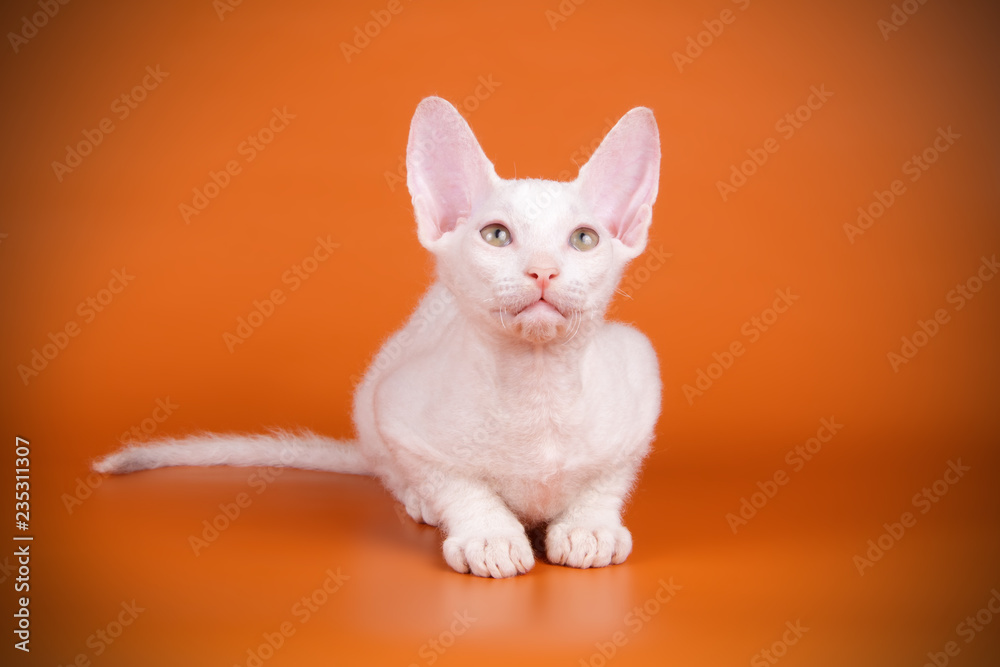 Don Sphynx cat on colored backgrounds Don Sphynx cat on colored backgrounds