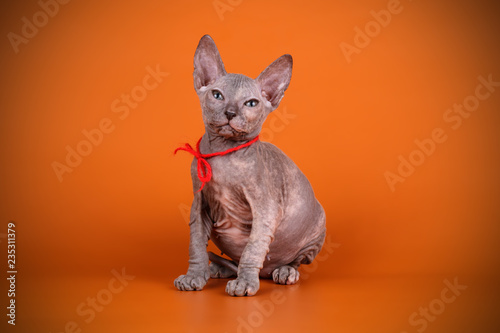 Don Sphynx cat on colored backgrounds