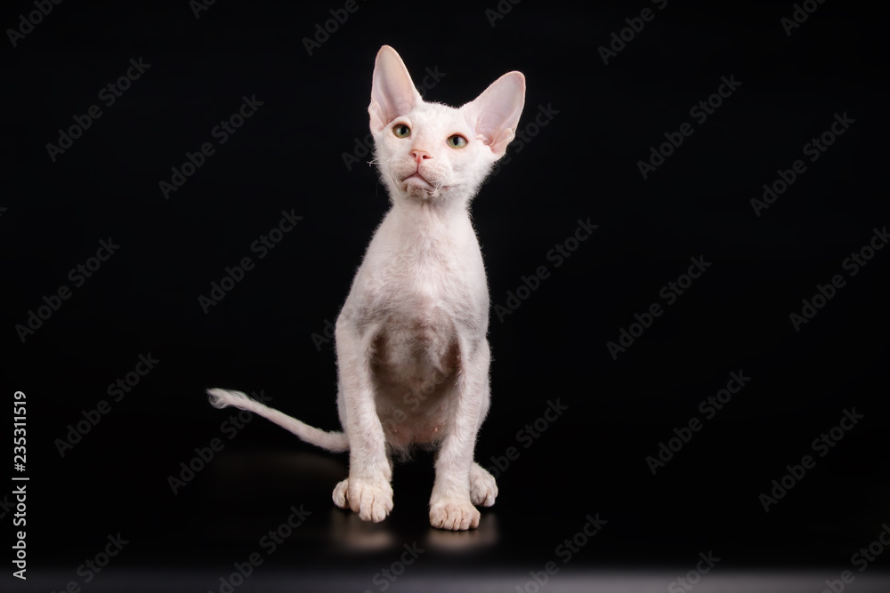 Don Sphynx cat on colored backgrounds Don Sphynx cat on colored backgrounds
