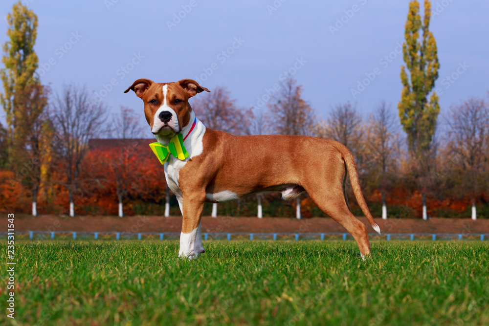 Dog breed Staffordshire Terrier